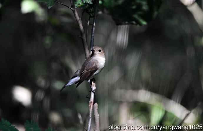 红喉姬鹟（17）