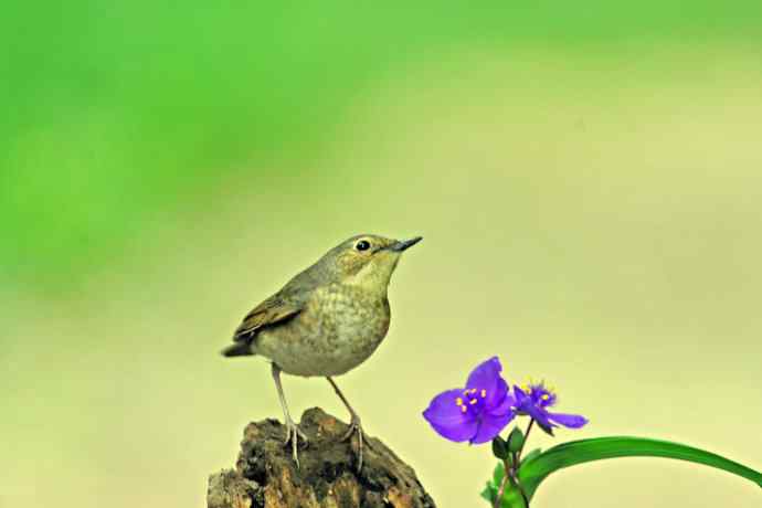 雌性蓝歌鸲与紫露草（1）
