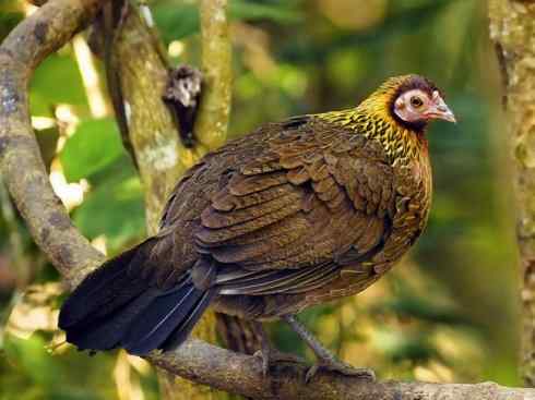 凤凰：传说的鸟原型探秘（原鸡）