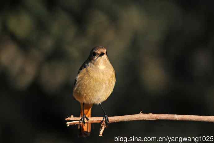 雌性北红尾鸲（1）