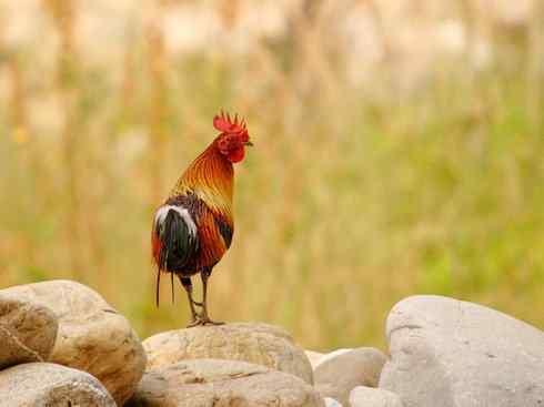 凤凰：传说的鸟原型探秘（原鸡）