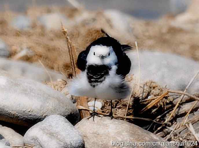 爱干净的小鹡鸰(十渡) 爱干净的小鹡鸰(十渡)