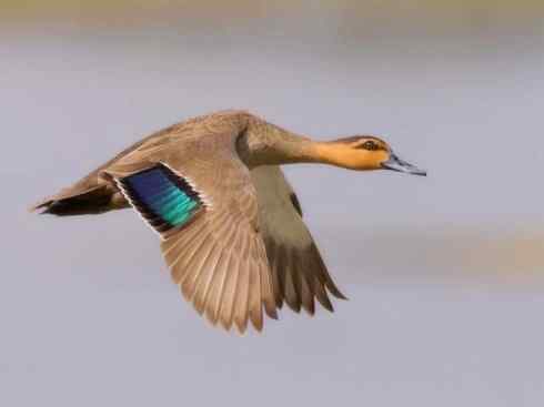 欣赏：美丽的钻水鸭2