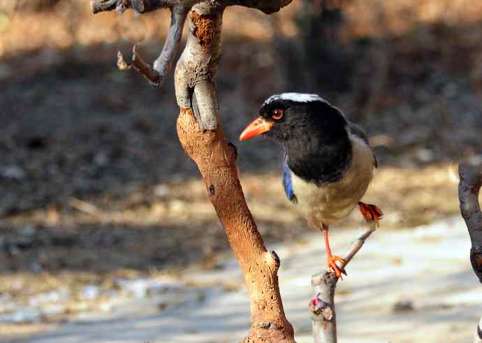 红嘴蓝鹊（10）