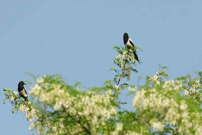【新鸟】守株待鸟 wbr记录黑喉噪鹛