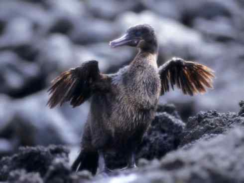 天生猎手:非猛禽类猎手之七 天生猎手:非猛禽类猎手之七