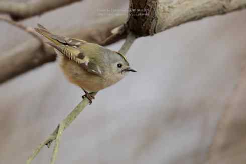 心仪已久的小戴菊