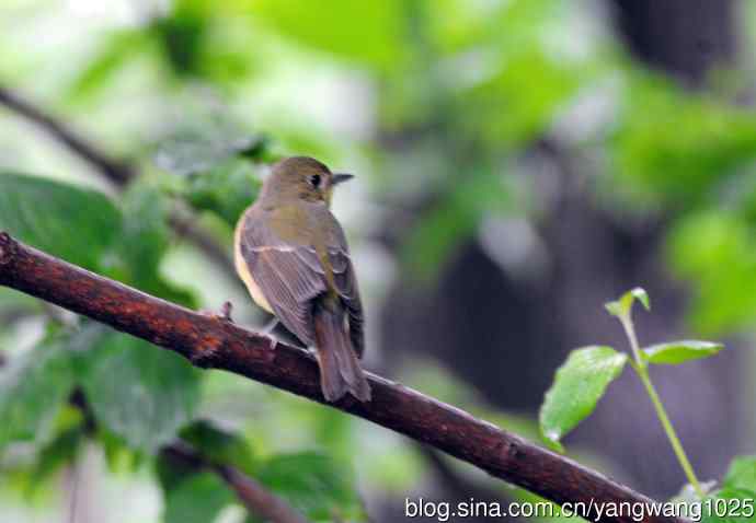 雌性绿背姬鶲（3）