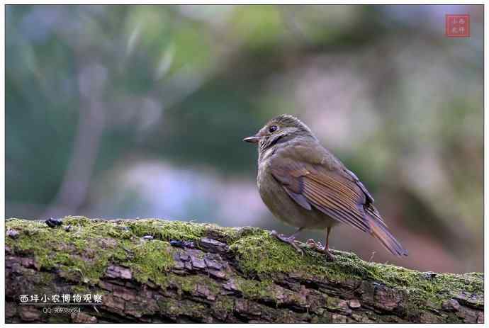 蓝额红尾鸲?似乎不是