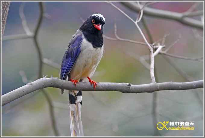 红嘴蓝雀一组【照片】