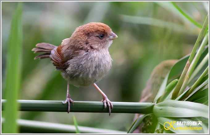 棕头鸦雀&bull;灰喉鸦雀【照片】
