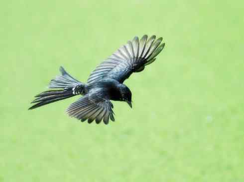 雀鸟也彪悍：黑侠（黑卷尾）