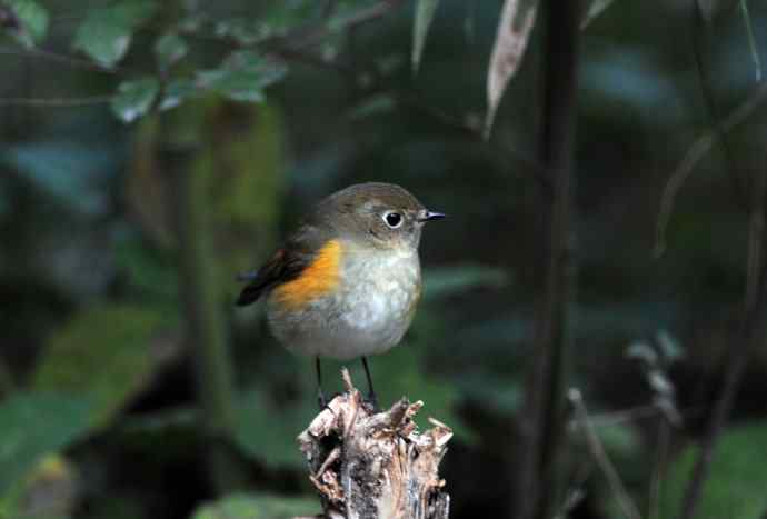 雌性红胁蓝尾鸲（58）