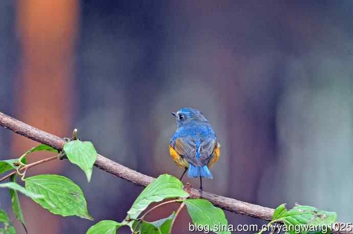 雄性红胁蓝尾鸲(33) 雄性红胁蓝尾鸲(33)