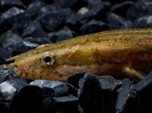 鱼类活化石:多鳍鱼 鱼类活化石:多鳍鱼