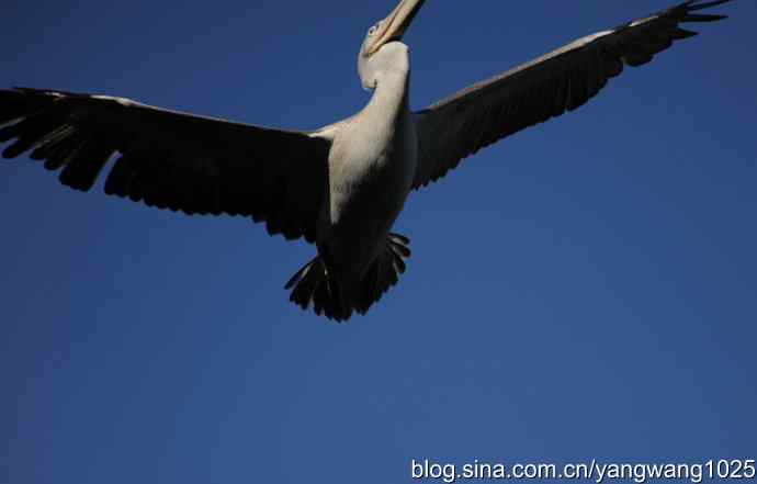 再拍鹈鹕 wbr wbr12