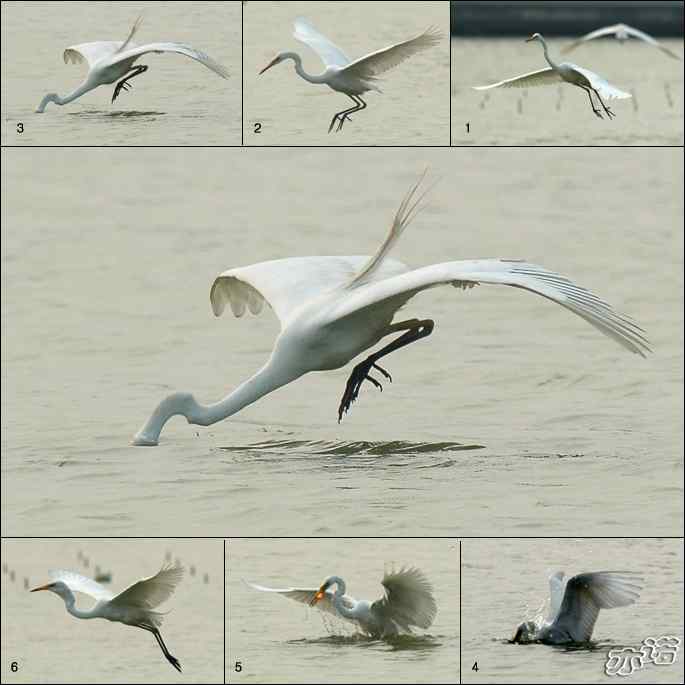 白鹭捕红鱼 白鹭捕红鱼