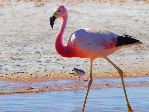 极品红色鸟类：火烈鸟