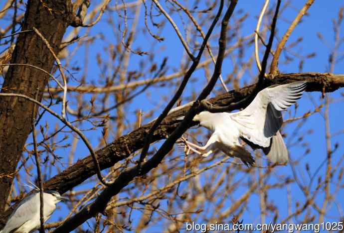 落向枝头的夜鹭(1) 落向枝头的夜鹭(1)