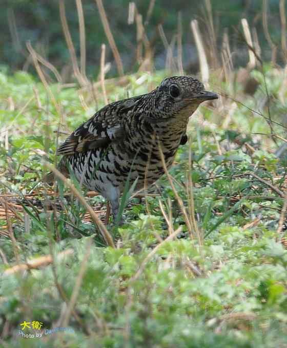 二鸫献寿:虎斑地鸫和宝兴歌鸫 二鸫献寿:虎斑地鸫和宝兴歌鸫