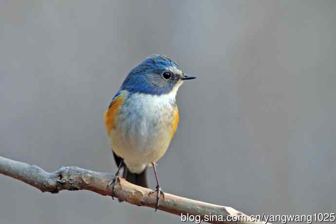 雄性红胁蓝尾鸲(28) 雄性红胁蓝尾鸲(28)