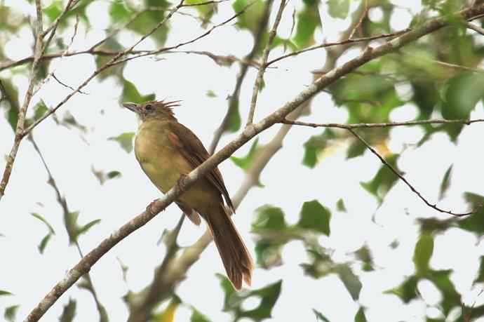 摄鸟拾趣（十二） wbr白喉冠鹎