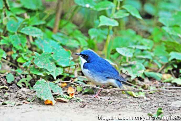 雄性蓝歌鸲（4）