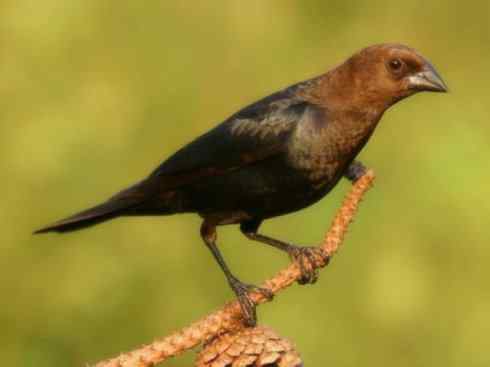 雀鸟也彪悍:小鸟也疯狂(红翅黑鹂) 雀鸟也彪悍:小鸟也疯狂(红翅黑鹂——拟鹂科的战斗种族)