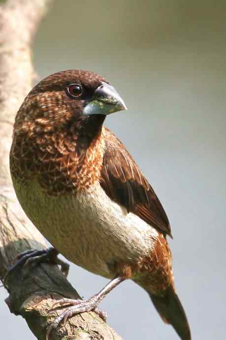摄鸟拾趣 wbr wbr白腰文鸟（二）