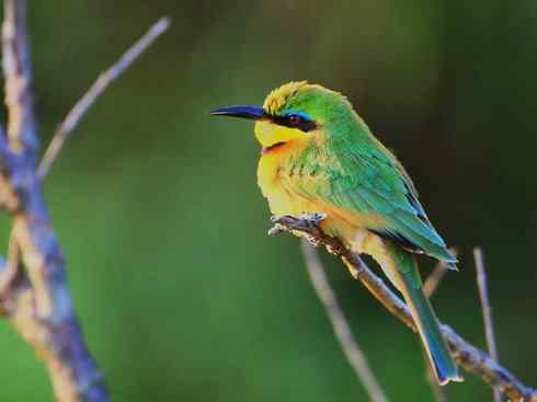 绝色攀禽：佛法僧目之蜂虎3