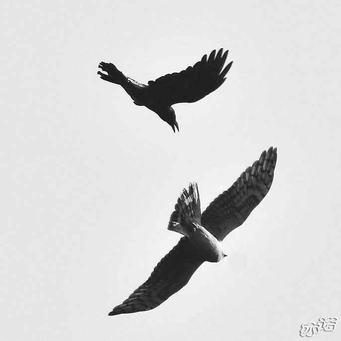 北京西山 wbr路 wbr拦路的乌鸦 北京西山 wbr路 wbr拦路的乌鸦