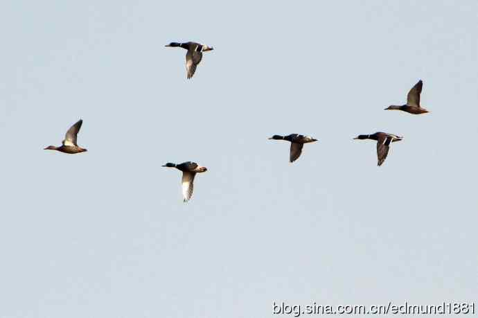 穷人大炮-量力而为之打鸟作乐