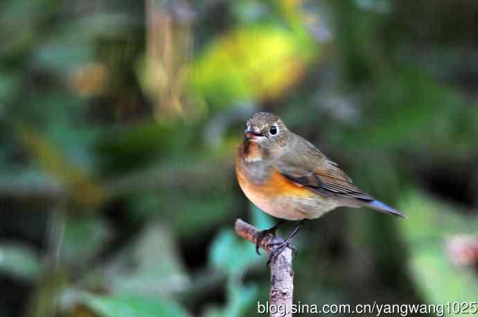 雌性红胁蓝尾鸲(48) 雌性红胁蓝尾鸲(48)