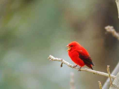 极品红色鸟类：血雀