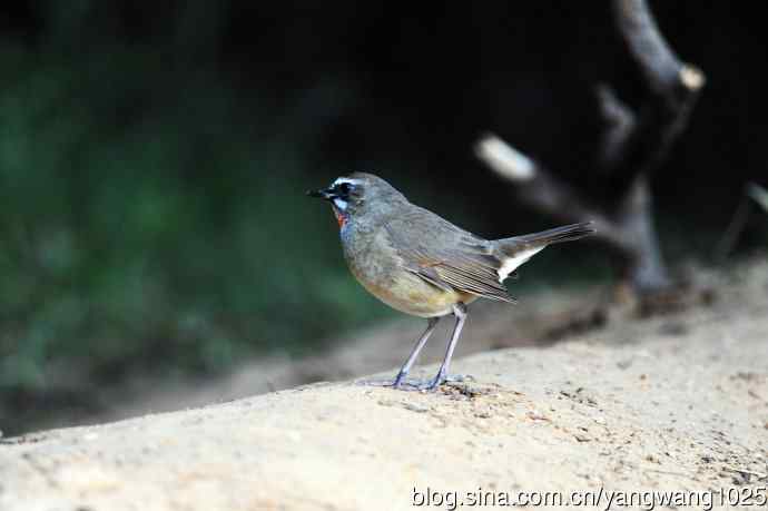 红喉歌鸲（19）