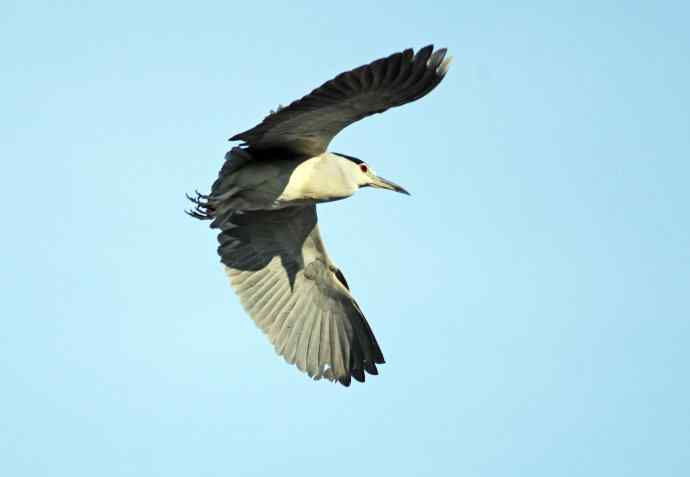 北京动物园的鸟类——飞（夜鹭）40