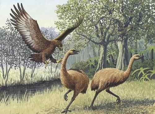 远古巨型鸟类