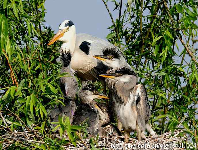 鹭家的午餐(翠湖湿地) 鹭家的午餐(翠湖湿地)