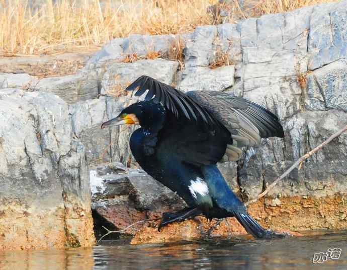 自我陶醉的鸬鹚 自我陶醉的鸬鹚