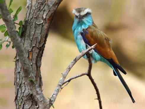 绝色攀禽：佛法僧目之佛法僧