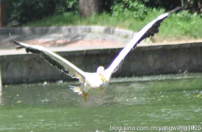 鹈鹕(抓拍) 鹈鹕(抓拍)