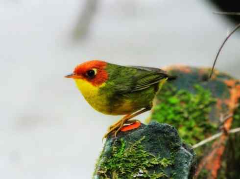 美丽无罪：雀鸟之地莺