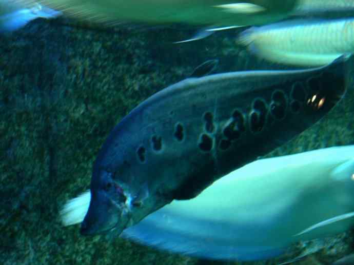 鱼类活化石：铠甲弓背鱼