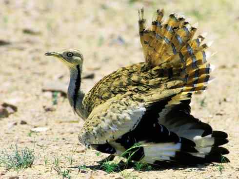 鸟类之最：大鸨