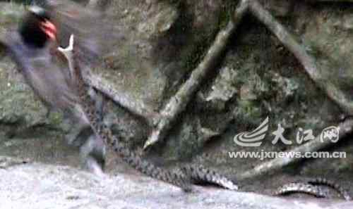 红嘴蓝鹊妈妈悲痛杀蛇 为子复仇