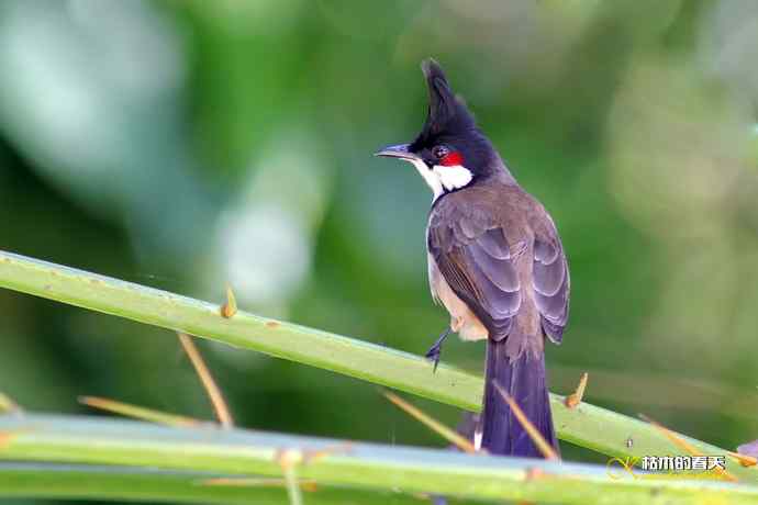 云南拍的三种鈥滒氢