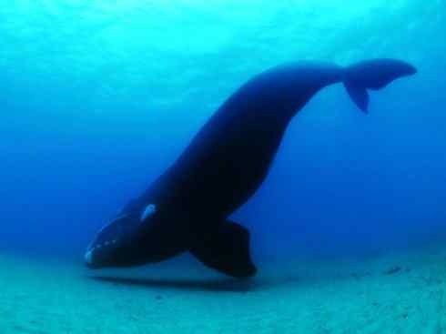 自然奇观：动物大迁徙(须鲸类)