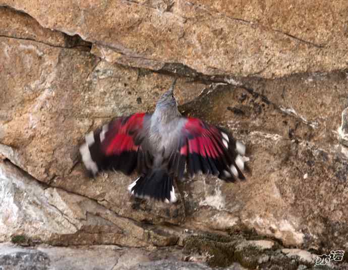 永定河峡谷 wbr路 wbr红翅旋壁雀 永定河峡谷 wbr路 wbr红翅旋壁雀