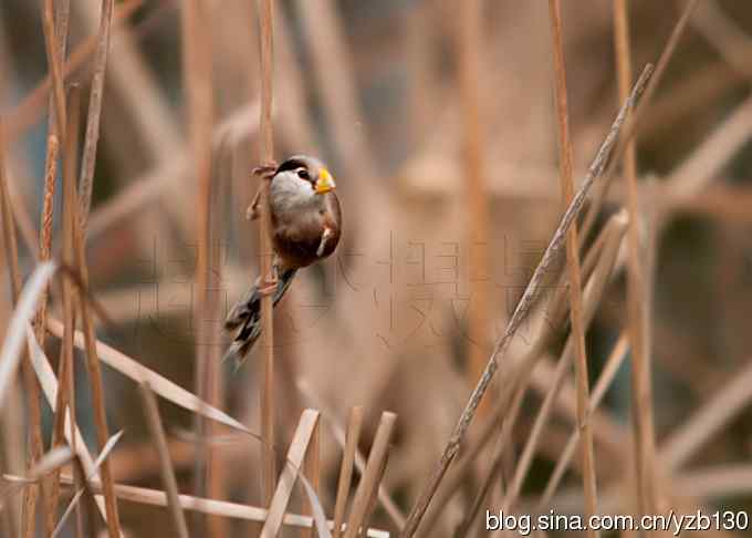 我的处女震旦（组图，8张图片）