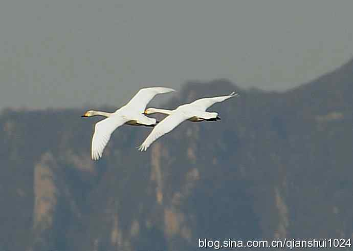 展翅飞翔.白天鹅(官厅水库)